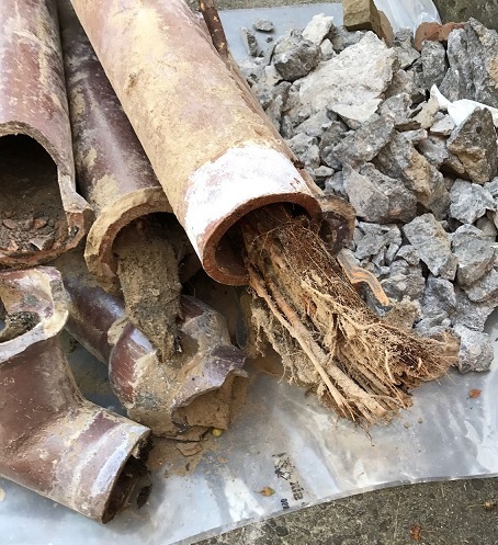 Tree roots removed from a Toronto sewer line